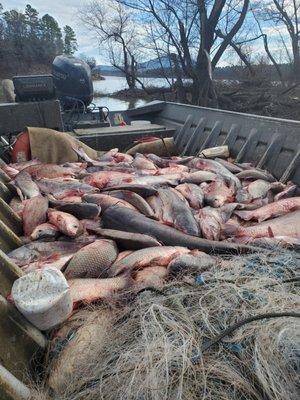 Central Fish Market