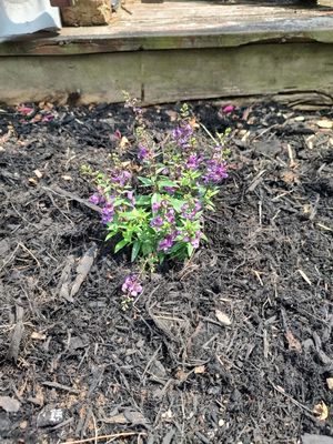 Lavender, not only a beautiful flower, but also a good bud deterrent!