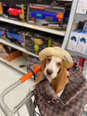 My 3 month old basset hound