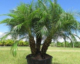 Palms and Tree Landscaping