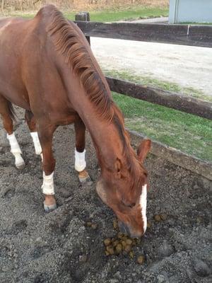 Horse eating his own fresh poop...ummm