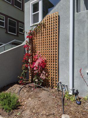 Trellis with three colors of bougainvillea to create a striking accent to front stairs.