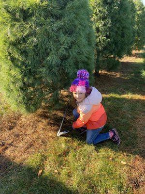 Wapsie Pines Tree Farm