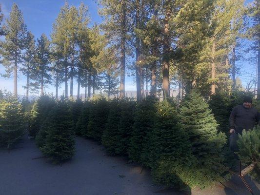 Trees available at Optimist Tree lot