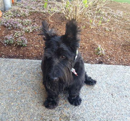 Jock was a very good boy with the groomer! Looking sharp!