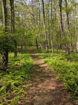 Lots of peaceful hiking trails