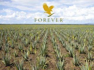 7,500 Acres of Aloe In Dominican Rep.