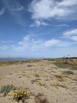 View of SF from Alameda Beach (directly across the street from Tower)