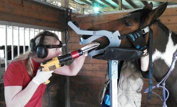 Tacoma Equine Hospital