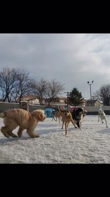 Zoey and friends playing in the snow.