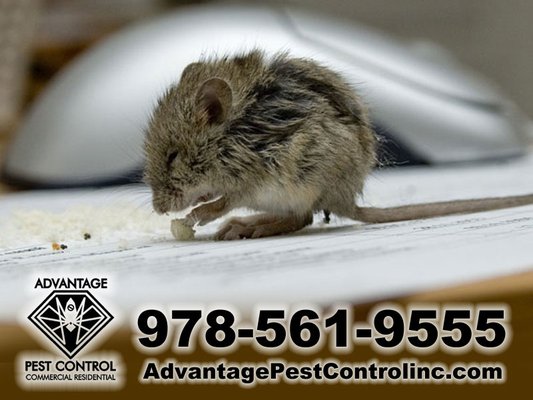 Mice control in Topsfield, MA by Advantage Pest Control, Inc. Ipswich, Hamilton, Wenham, Danvers, Middleton and Boxford.