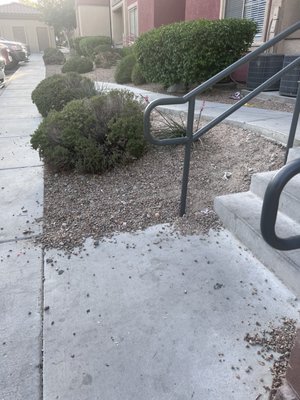 Rocks on sidewalk and trash everywhere Someone will slip and fall .