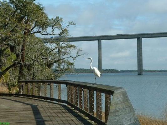 Egret on trail around the apt