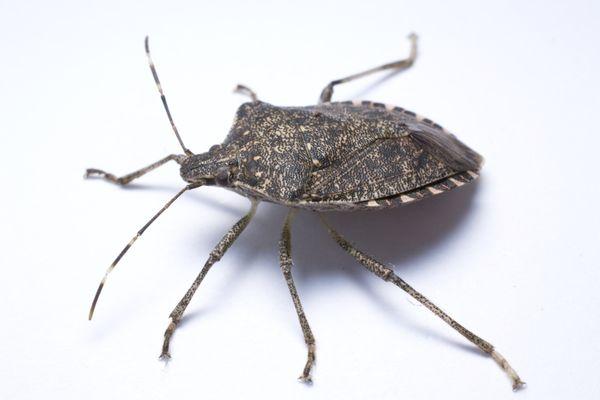 Brown marmorated stink bugs invade homes in late August to early September to overwinter in wall voids and attics.