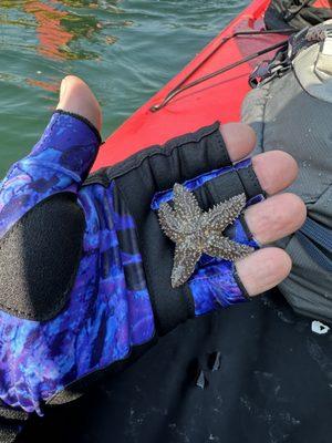 Sea star