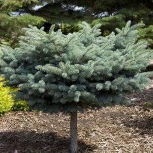 Evergreen Trees