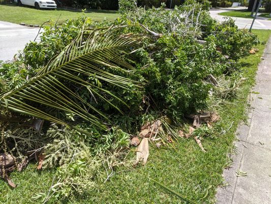 They trimmed enough debris to create a 4-foot high, 20-foot long pile! I guess it's time to start tipping the garbagemen!