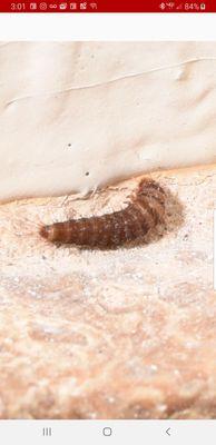 Carpet beetle larvae