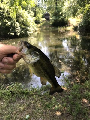 Bass from the lake.