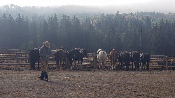 Preston and the horses