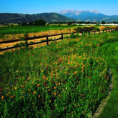 Rocky Mountain Wildflower mix