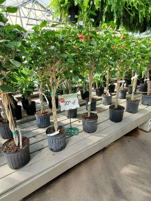 Tropical Hibiscus Tree Plant For Porch or Patio. Sale this weekend!  4/26/2024