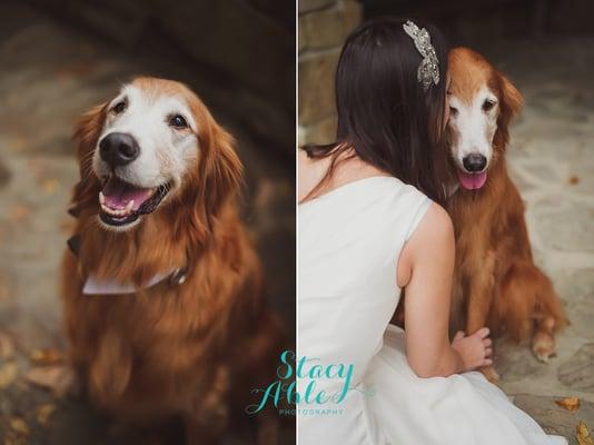 trash the dress with the brides dog