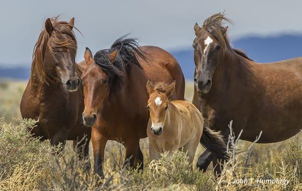 JT Humphrey's Wildlife Photography