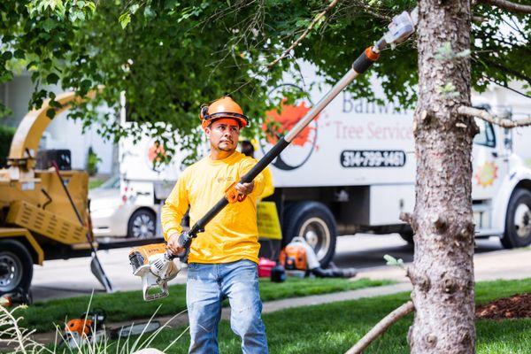 Pole Saw Trimming