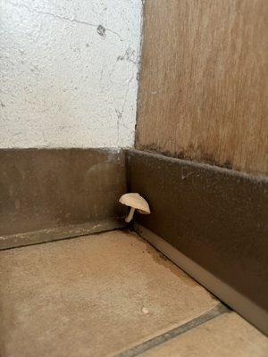 Laundry room mushroom.