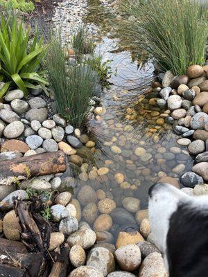 Bioswale after rain