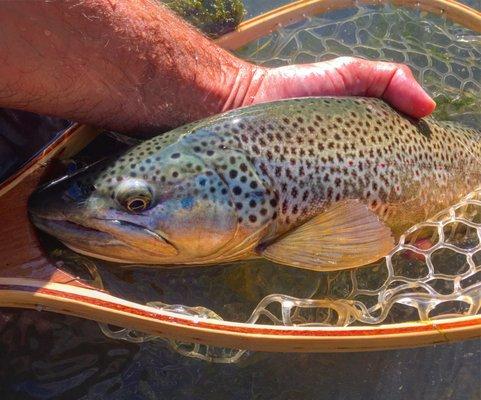 A Beautiful Owyhee River Brown.