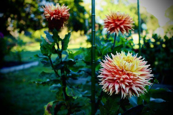 Flowers at Bayard Cutting Arboretum