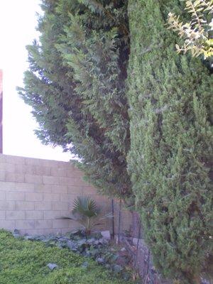 TALL OVERGROWN TREES 50 + YEARS OLDNot in compliance bc they were 20 feet over my car port