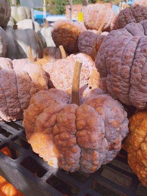 Unique variety of Cinderella and warty Pumpkins