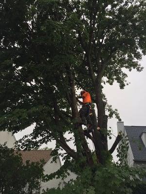 Taking down a Maple.