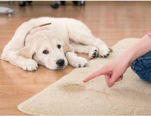 Pet accidents happen. Call Royal to make your carpet new again.