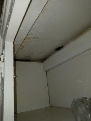 A TINY portion of some black mold