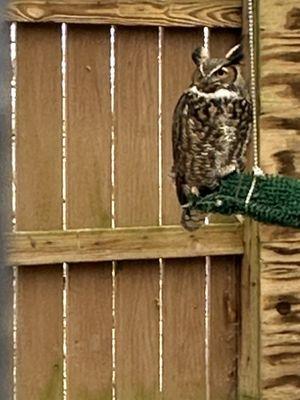 Great Horned Owl