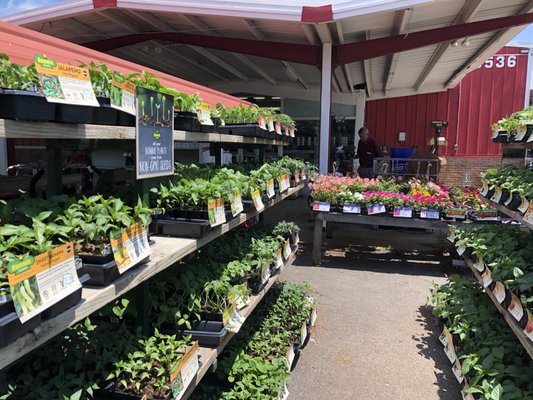 Good selection of vegetable plants. May 5, 2020