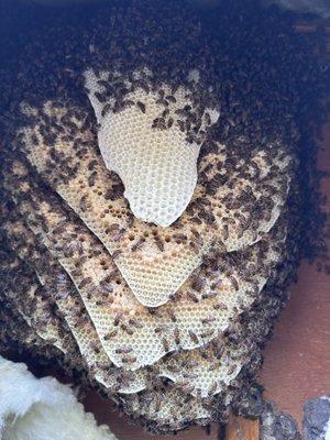 Large beehive inside a 5th wheel travel trailer just outside of Lockhart Tx.