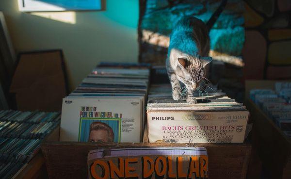 Cats and vinyl. #loveatfirstsight