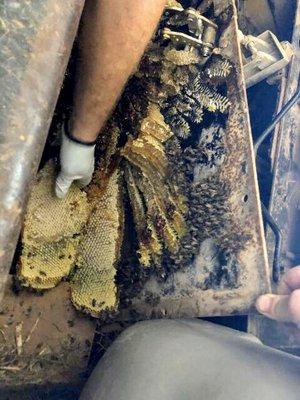 Live Bee Removal of Hive Found in the Cab of a Tractor