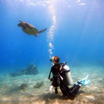 A green turtle glides over a diver.