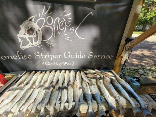 Bonefisc Striper Guide Service & Bed and Breakfast