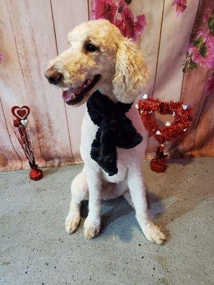 Wicket, Standard Poodle