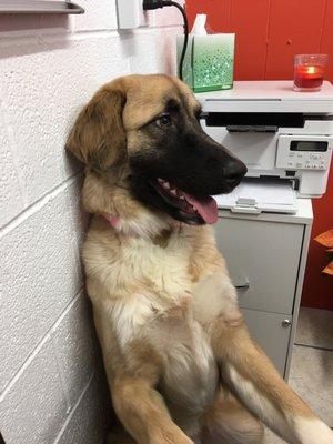 Office at Sugar Run Kennel.