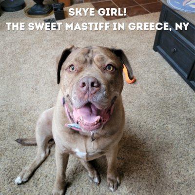 Ms. Skye girl is so sweet and an absolute blessing to take care of!