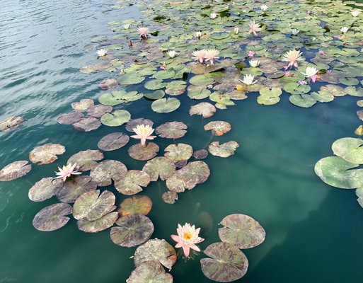 Water lilies