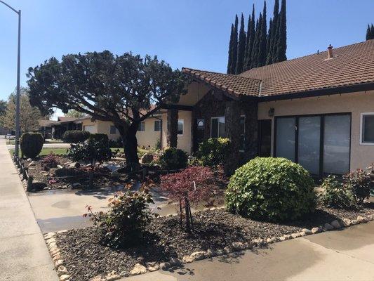 Our large tree in the front yard from a different angle after Paul and his team at Family Tree Landscaping cut and trimmed back our tree!